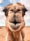 photo-of-a-camel-close-up_917664-9369.jpg