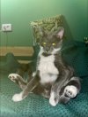 котТТ.jpg