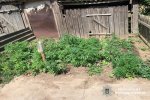 каннабис в херсоне.jpg каннабис в херсоне.jpg