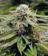 gorilla-breath-cannabis.jpg__RkzAQYBDm0esaocb.jpg gorilla-breath-cannabis.jpg__RkzAQYBDm0esaocb.jpg