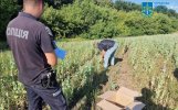 мак в украине.jpeg мак в украине.jpeg