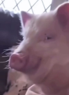 12324.png