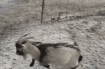 goat-slip(1).gif