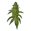kisspng-royalty-free-drawing-cannabis-hemp-5aed5824a94be5.1630026115255040366935-removebg-prev...png