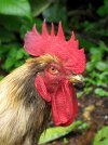 1200px-Cock-from-koovery.jpg