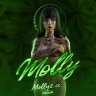 MOLLY24.CC Support
