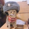 Попаяло
